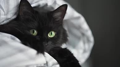 慵懒可爱绿色眼睛的黑猫视频的预览图